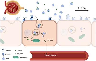 Genetic influence on urinary vitamin D binding protein excretion and serum levels: a focus on rs4588 C>A polymorphism in the GC gene
